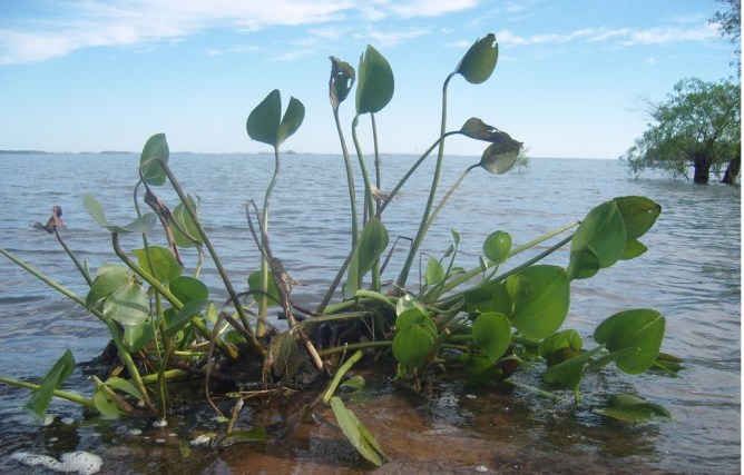 camalotefototexto1iosi